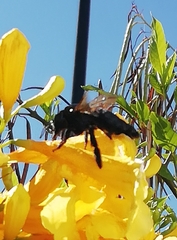 Xylocopa