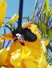 Xylocopa