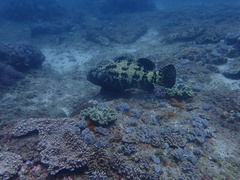 Epinephelus fuscoguttatus