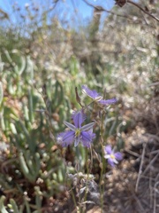 Thysanotus baueri