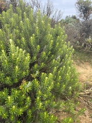 Ozothamnus