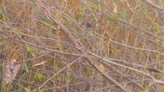 Polioptila