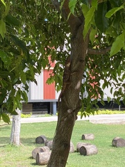 Chlamydosaurus kingii