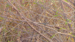 Polioptila