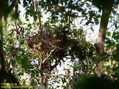 Pongo pygmaeus pygmaeus