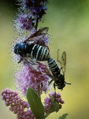 Temnostoma excentrica