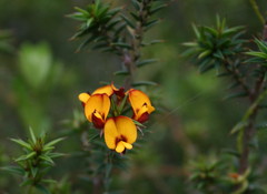 Pultenaea acerosa