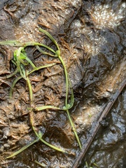 Callitriche palustris