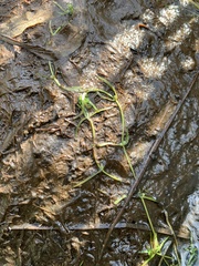 Callitriche palustris