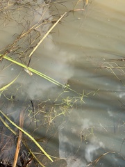 Callitriche palustris