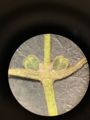 Callitriche palustris