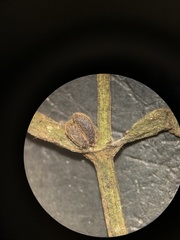 Callitriche palustris