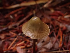 Psilocybe pelliculosa
