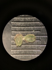 Callitriche palustris