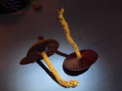 Cortinarius ominosus