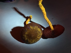 Cortinarius ominosus