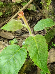 Actinidia chinensis
