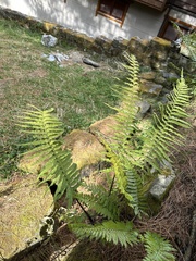 Dryopteris cycadina