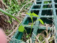 Stellaria media