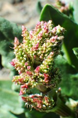Rumex lapponicus