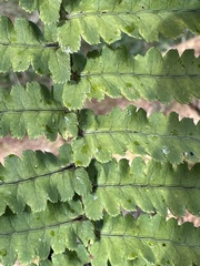 Dryopteris cycadina