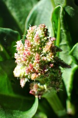 Rumex lapponicus