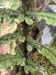 Dryopteris cycadina