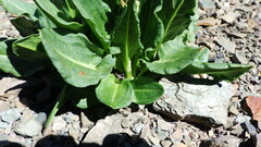 Rumex lapponicus