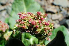 Rumex lapponicus
