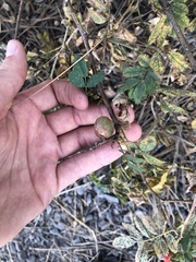 Diplolepis variabilis