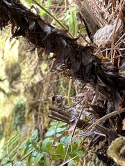 Dryopteris cycadina