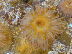 Urticina piscivora