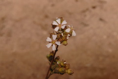 Horkelia fusca