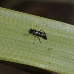 Acraspisa