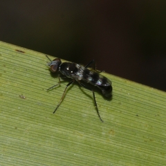Acraspisa