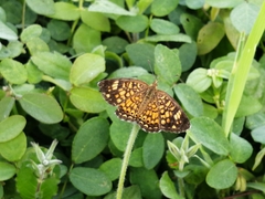 Lygropia