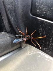 Echthromorpha intricatoria