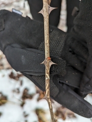 Zanthoxylum americanum