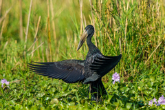 Anastomus lamelligerus