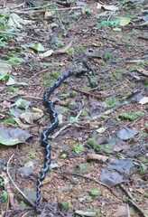 Chironius grandisquamis