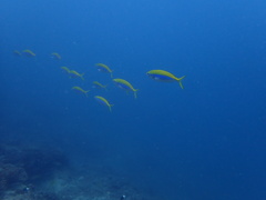 Caesio xanthonota