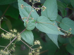Koanophyllon longifolium