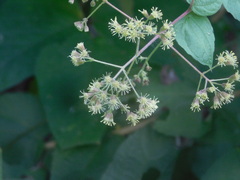 Koanophyllon longifolium