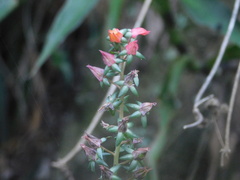 Echeveria