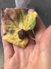 Aceria parapopuli