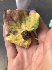 Aceria parapopuli