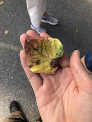 Aceria parapopuli