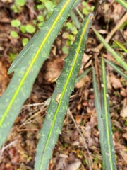Pseudopanax crassifolius × lessonii