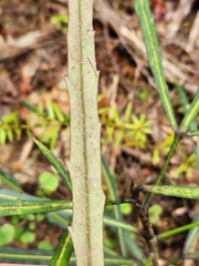 Pseudopanax crassifolius × lessonii
