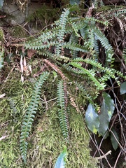 Polystichum stenophyllum